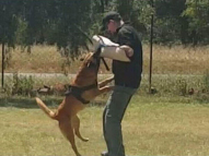 Dog-Protection-Training-19