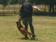 Dog-Protection-Training-20