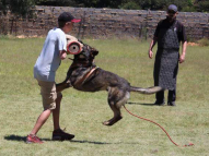 Dog-Protection-Training-21