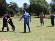 Dog-Protection-Training-22