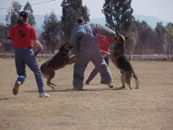 Dog-Protection-Training-24