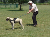 Dog-Protection-Training-26
