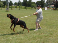 Dog-Protection-Training-28