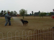 Dog-Protection-Training-29