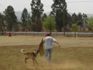 Dog-Protection-Training-30