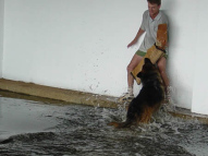 Dog-Protection-Training-32