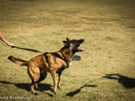 Dog-Protection-Training-33