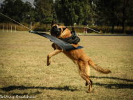 Dog-Protection-Training-34