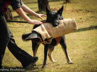 Dog-Protection-Training-36