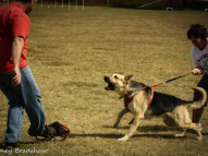 Dog-Protection-Training-37