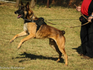 Dog-Protection-Training-38