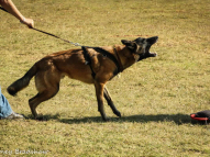 Dog-Protection-Training-39