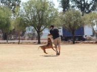 Dog-Protection-Training-42