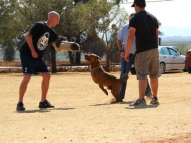 Dog-Protection-Training-43