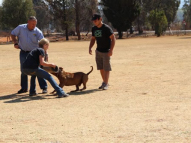 Dog-Protection-Training-44