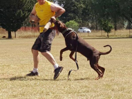 Dog-Protection-Training-48