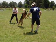 Dog-Protection-Training-49