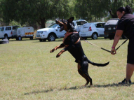 Dog-Protection-Training-5