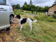 Honeydew-Dog-Training-2