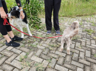 Honeydew-Dog-Training-3