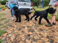 Honeydew-Dog-Training-4