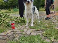 Honeydew-Dog-Training-5