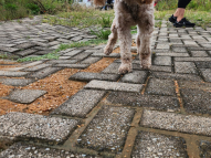 Honeydew-Dog-Training-6