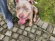 Honeydew-Dog-Training-7