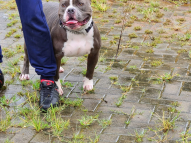 Honeydew-Dog-Training-8