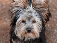 Dog-Training-1