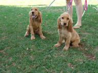 Dog-Training-13