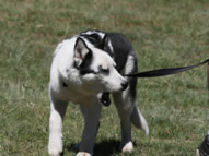 Dog-Training-14