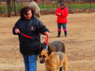 Dog-Training-22