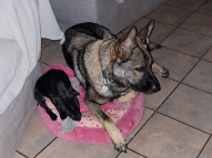 Misc-Dog-Training