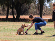 Dog-Obedience-Training-1
