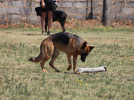 Dog-Obedience-Training-10