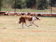 Dog-Obedience-Training-11