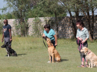 Dog-Obedience-Training-13