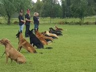 Dog-Obedience-Training-15