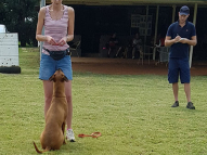 Dog-Obedience-Training-19