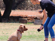 Dog-Obedience-Training-2