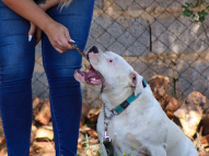 Dog-Obedience-Training-3