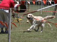Dog-Obedience-Training-37