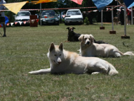 Dog-Obedience-Training-38