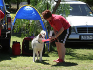 Dog-Obedience-Training-39