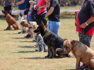 Dog-Obedience-Training-4