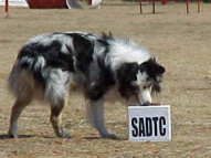 Dog-Obedience-Training-44
