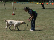 Dog-Obedience-Training-47