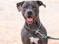Dog-Obedience-Training-5