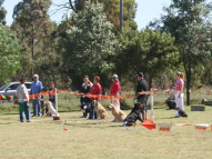 Dog-Obedience-Training-50